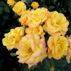 'Goldmarie 82'® Rosa X 'Goldmarie 82'® (Buketrose) A-Kvalitet,- Barrods Roser Min. 3 Grene -GrønGlæde Salgsbutik p288 53577 rosa x goldmarie 82 buketrose e6f1