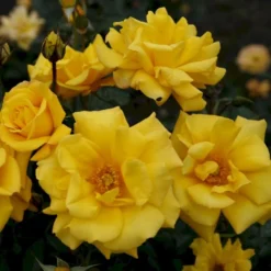 'Goldmarie 82'® Rosa X 'Goldmarie 82'® (Buketrose) A-Kvalitet,- Barrods Roser Min. 3 Grene -GrønGlæde Salgsbutik p288 53578 rosa x goldmarie 82 buketrose e5fb