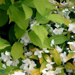 Uægte Jasmin 'Aureus' Philadelphus Coronarius 'Aureus' 5 Liter Potte -GrønGlæde Salgsbutik p28986 47480 philadelphus coronarius aureus 782e