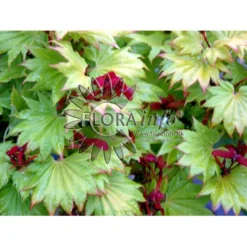 Viftebladet Løn Acer Shirasawanum 'Aureum' Potte 4,0 Liter,- 30-40 Cm. -GrønGlæde Salgsbutik p2901 6645 acer shirasawanum aureum 6f20