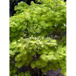 Viftebladet Løn Acer Shirasawanum 'Aureum' Potte 4,0 Liter,- 30-40 Cm. -GrønGlæde Salgsbutik p2901 6646 acer shirasawanum aureum 35b0