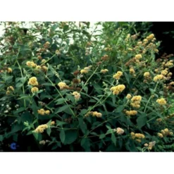 Sommerfuglebusk 'Sungold' Buddleja X Weyeriana 'Sungold' 3,0 Liter Potte -GrønGlæde Salgsbutik p2903 2250 buddleia weyeriana sungold 08d2