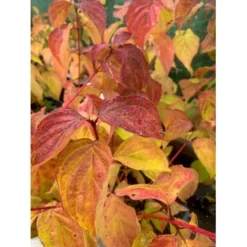 Kornel 'Midwinter Fire' Cornus Alba 'Midwinter Fire' Potte 10 Liter 50-60 Cm. 6 Kornel 'Midwinter Fire' Cornus Alba 'Midwinter Fire' Potte 10 Liter 50-60 Cm. -GrønGlæde Salgsbutik p2908 36599 cornus alba midwinter fire f51e