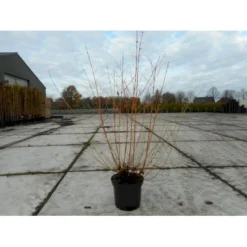 Kornel 'Midwinter Fire' Cornus Alba 'Midwinter Fire' Potte 10 Liter 50-60 Cm. 7 Kornel 'Midwinter Fire' Cornus Alba 'Midwinter Fire' Potte 10 Liter 50-60 Cm. -GrønGlæde Salgsbutik p2908 36600 cornus alba midwinter fire 3867