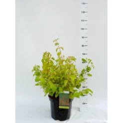 Kornel 'Midwinter Fire' Cornus Alba 'Midwinter Fire' Potte 10 Liter 50-60 Cm.