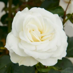 'Gråsten'™ Rosa X 'Gråsten'™ (Slotsrose) A-Kvalitet,- Barrods Roser Min. 3 Grene -GrønGlæde Salgsbutik p290 51797 rosa x graasten slotsrose f853