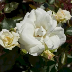 'Gråsten'™ Rosa X 'Gråsten'™ (Slotsrose) A-Kvalitet,- Barrods Roser Min. 3 Grene -GrønGlæde Salgsbutik p290 51798 rosa x graasten slotsrose 906b