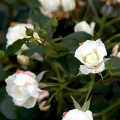 'Gråsten'™ Rosa X 'Gråsten'™ (Slotsrose) A-Kvalitet,- Barrods Roser Min. 3 Grene -GrønGlæde Salgsbutik p290 51799 rosa x graasten slotsrose d784