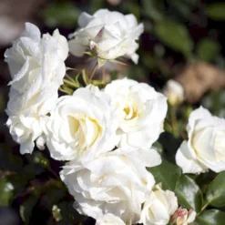 'Gråsten'™ Rosa X 'Gråsten'™ (Slotsrose) A-Kvalitet,- Barrods Roser Min. 3 Grene -GrønGlæde Salgsbutik p290 51800 rosa x graasten slotsrose eabe