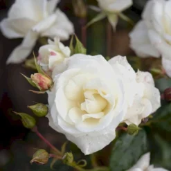 'Gråsten'™ Rosa X 'Gråsten'™ (Slotsrose) A-Kvalitet,- Barrods Roser Min. 3 Grene -GrønGlæde Salgsbutik p290 51801 rosa x graasten slotsrose 9493