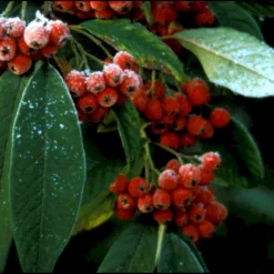 Dværgmispel 'Brandkjær' Cotoneaster Watereri 'Brandkjær' 5 Liter Potte