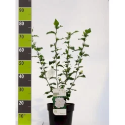 Syrisk Rose 'Diana' Hibiscus Syriacus 'Diana' Potte 4,0 Liter,- 50-60 Cm.