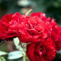 'H.C. Andersen'™ Rosa X 'H.C. Andersen'™ (Buketrose) A-Kvalitet,- Barrods Roser Min. 3 Grene -GrønGlæde Salgsbutik p291 51525 rosa x h c andersen buketrose 9523