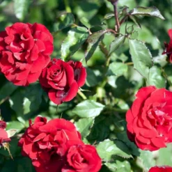 'H.C. Andersen'™ Rosa X 'H.C. Andersen'™ (Buketrose) A-Kvalitet,- Barrods Roser Min. 3 Grene -GrønGlæde Salgsbutik p291 51526 rosa x h c andersen buketrose d86a