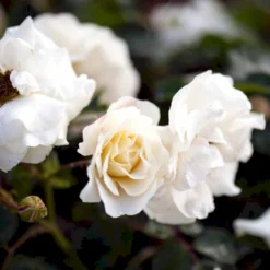 'Hampton™ Palace®' Rosa X 'Hampton™ Palace®' (Palacerose) A-Kvalitet,- Barrods Roser Min. 3 Grene -GrønGlæde Salgsbutik p292 51897 rosa x hampton palace palacerose 7daf