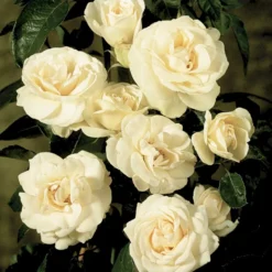 'Hampton™ Palace®' Rosa X 'Hampton™ Palace®' (Palacerose) A-Kvalitet,- Barrods Roser Min. 3 Grene -GrønGlæde Salgsbutik p292 51898 rosa x hampton palace palacerose 7611