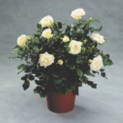 'Hampton™ Palace®' Rosa X 'Hampton™ Palace®' (Palacerose) A-Kvalitet,- Barrods Roser Min. 3 Grene -GrønGlæde Salgsbutik p292 51899 rosa x hampton palace palacerose 744b