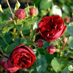 'Imperial™ Palace'® Rosa X 'Imperial™ Palace'® (Palacerose) A-Kvalitet,- Barrods Roser Min. 3 Grene -GrønGlæde Salgsbutik p293 51903 rosa x imperial palace palacerose 2ce1