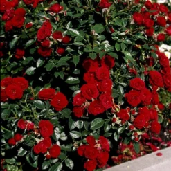 'Imperial™ Palace'® Rosa X 'Imperial™ Palace'® (Palacerose) A-Kvalitet,- Barrods Roser Min. 3 Grene -GrønGlæde Salgsbutik p293 51904 rosa x imperial palace palacerose 5002