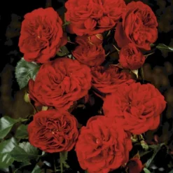 'Imperial™ Palace'® Rosa X 'Imperial™ Palace'® (Palacerose) A-Kvalitet,- Barrods Roser Min. 3 Grene -GrønGlæde Salgsbutik p293 51905 rosa x imperial palace palacerose c255