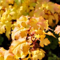 Kranstop 'Crispa' Stephanandra Incisa 'Crispa' 3,5 Liter Potte