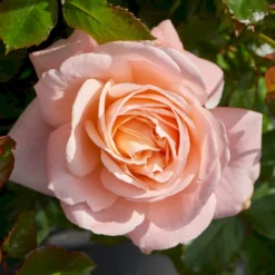'Kalmar'™ Rosa X 'Kalmar'™ (Slotsrose) A-Kvalitet,- Barrods Roser Min. 3 Grene -GrønGlæde Salgsbutik p296 51807 rosa x kalmar slotsrose 82c5