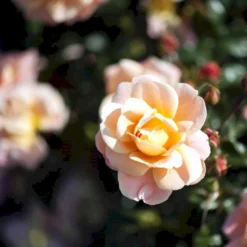 'Kalmar'™ Rosa X 'Kalmar'™ (Slotsrose) A-Kvalitet,- Barrods Roser Min. 3 Grene -GrønGlæde Salgsbutik p296 51808 rosa x kalmar slotsrose c908