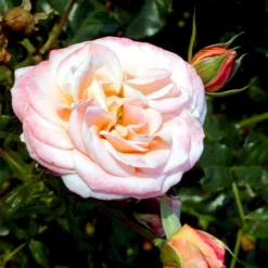 'Kalmar'™ Rosa X 'Kalmar'™ (Slotsrose) A-Kvalitet,- Barrods Roser Min. 3 Grene -GrønGlæde Salgsbutik p296 51809 rosa x kalmar slotsrose ca66