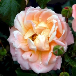 'Kalmar'™ Rosa X 'Kalmar'™ (Slotsrose) A-Kvalitet,- Barrods Roser Min. 3 Grene -GrønGlæde Salgsbutik p296 51810 rosa x kalmar slotsrose 049d
