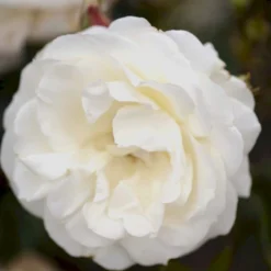 'La Paloma 85'® Rosa X 'La Paloma 85'® (Buketrose) A-Kvalitet,- Barrods Roser Min. 3 Grene -GrønGlæde Salgsbutik p298 51587 rosa x la paloma 85 buketrose 570a