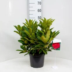 'Wilgen's Ruby' Rhododendron Hybrid 'Wilgen's Ruby' Potte 5,0 Liter,- 30-40 Cm.