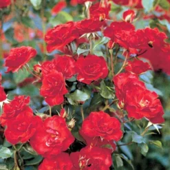 'La Sevillana' Rosa X 'La Sevillana' (Buketrose) A-Kvalitet,- Barrods Roser Min. 3 Grene -GrønGlæde Salgsbutik p299 51594 rosa x la sevillana buketrose b1bc