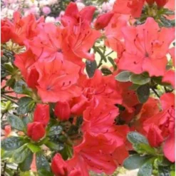 'Geisha Satschiko Orange' Rhododendron Obtusum 'Geisha Satschiko Orange' Potte 2,0 Liter,- 20-25 Cm.