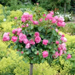 'Leonardo Da Vinci'® Rosa X 'Leonardo Da Vinci'® (Buketrose) A-Kvalitet,- Barrods Roser Min. 3 Grene -GrønGlæde Salgsbutik p301 51597 rosa x leonardo da vinci buketrose 3a0c