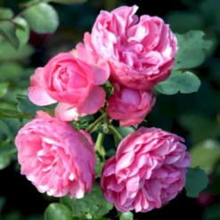 'Leonardo Da Vinci'® Rosa X 'Leonardo Da Vinci'® (Buketrose) A-Kvalitet,- Barrods Roser Min. 3 Grene -GrønGlæde Salgsbutik p301 51599 rosa x leonardo da vinci buketrose 8ce6