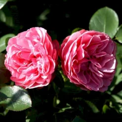 'Leonardo Da Vinci'® Rosa X 'Leonardo Da Vinci'® (Buketrose) A-Kvalitet,- Barrods Roser Min. 3 Grene -GrønGlæde Salgsbutik p301 51600 rosa x leonardo da vinci buketrose d21d