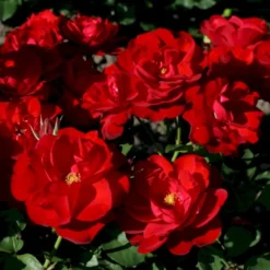 'Lilli Marleen'® Rosa X 'Lilli Marleen'® (Buketrose) A-Kvalitet,- Barrods Roser Min. 3 Grene -GrønGlæde Salgsbutik p302 53604 rosa x lilli marleen buketrose f57d