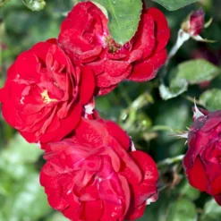 'Lilli Marleen'® Rosa X 'Lilli Marleen'® (Buketrose) A-Kvalitet,- Barrods Roser Min. 3 Grene -GrønGlæde Salgsbutik p302 53605 rosa x lilli marleen buketrose 5654