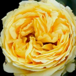 'Marselisborg'™ Rosa X 'Marselisborg'™ (Slotsrose) A-Kvalitet,- Barrods Roser Min. 3 Grene -GrønGlæde Salgsbutik p304 51832 rosa x marselisborg slotsrose 38e5