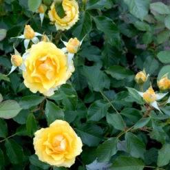 'Marselisborg'™ Rosa X 'Marselisborg'™ (Slotsrose) A-Kvalitet,- Barrods Roser Min. 3 Grene -GrønGlæde Salgsbutik p304 51833 rosa x marselisborg slotsrose 067d
