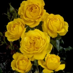 'Marselisborg'™ Rosa X 'Marselisborg'™ (Slotsrose) A-Kvalitet,- Barrods Roser Min. 3 Grene -GrønGlæde Salgsbutik p304 51834 rosa x marselisborg slotsrose 92fc