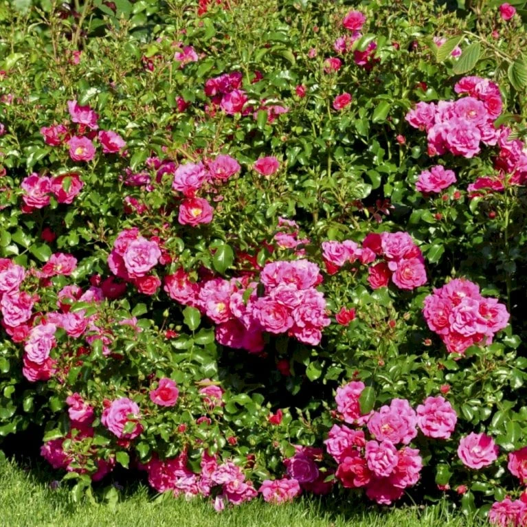 'Heidetraum' Rosa X 'Heidetraum' (Bunddækkerose) A-Kvalitet,- Barrods Roser Min. 3 Grene 1 'Heidetraum' Rosa X 'Heidetraum' (Bunddækkerose) A-Kvalitet,- Barrods Roser Min. 3 Grene