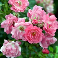 'Heidetraum' Rosa X 'Heidetraum' (Bunddækkerose) A-Kvalitet,- Barrods Roser Min. 3 Grene 7 'Heidetraum' Rosa X 'Heidetraum' (Bunddækkerose) A-Kvalitet,- Barrods Roser Min. 3 Grene -GrønGlæde Salgsbutik p3086 51528 rosa x heidetraum bunddaekkerose cd2c