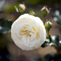 'Artemis'® Rosa X 'Artemis'® (Storblomstrende) A-Kvalitet,- Barrods Roser Min. 3 Grene