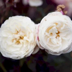 'Artemis'® Rosa X 'Artemis'® (Storblomstrende) A-Kvalitet,- Barrods Roser Min. 3 Grene -GrønGlæde Salgsbutik p30886 52307 rosa x artemis storblomstrende e0c8