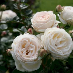 'Artemis'® Rosa X 'Artemis'® (Storblomstrende) A-Kvalitet,- Barrods Roser Min. 3 Grene -GrønGlæde Salgsbutik p30886 54015 rosa x artemis storblomstrende c018