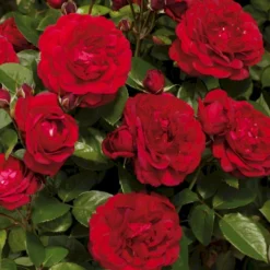 'Capricia™ Renaissance'® Rosa X 'Capricia™ Renaissance'® (Renaissancerose) A-Kvalitet,- Barrods Roser Min. 3 Grene -GrønGlæde Salgsbutik p30909 52127 rosa x capricia renaissance renaissancerose 1d50
