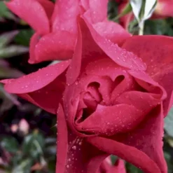 'Cinco De Mayo' Rosa X 'Cinco De Mayo' (Buketrose) A-Kvalitet,- Barrods Roser Min. 3 Grene -GrønGlæde Salgsbutik p30915 51460 rosa cinco de mayo buketrose ec12