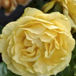 'Julia Child' Rosa X 'Julia Child' (Buketrose) A-Kvalitet,- Barrods Roser Min. 3 Grene