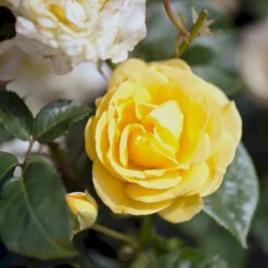 'Julia Child' Rosa X 'Julia Child' (Buketrose) A-Kvalitet,- Barrods Roser Min. 3 Grene -GrønGlæde Salgsbutik p30983 51573 rosa x julia child buketrose 52cd